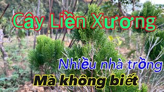 Cây Liền Xương Cực Hay nhiều nhà trồng làm cảnh mà Không Biết | CTVC