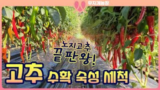 고추 가루 만들기 위한 과정 수확 숙성 씻기까지