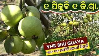 VNR Bihi ପିଜୁଳି ଚାଷ || ବ୍ୟବସାୟ ଭିତ୍ତିକ ପିଜୁଳି ଚାଷ || How to start commercial Guava Farm in Odisha.