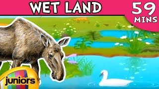 Fun Learning Videos For Kids - Wetlands - Learning Song Videos For Children - Biomes