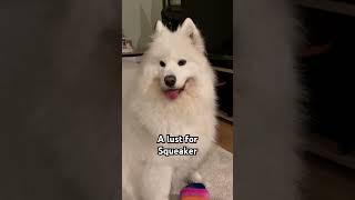 Dangerous Floof on the loose #samoyed #dog #cute #funnycute #fyp #shorts #memes #viral #ytshorts