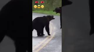 Ayı kavgası 😱 Bear fight Медвежья борьба Bärenkampf 곰 싸움 熊打架 قتال الدب