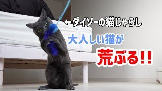 ダイソーの猫じゃらしで夢中になって遊ぶロシアンブルーの猫