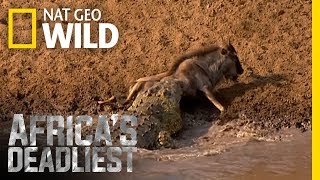 Croc Sneak Attack | Africa's Deadliest