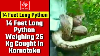 Watch: 14 Feet Long Python Weighing 25 Kg Caught in Karnataka | Python Found in Chikkamagaluru