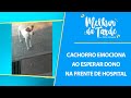 Cachorro emociona ao esperar dono na frente de hospital | MELHOR DA TARDE