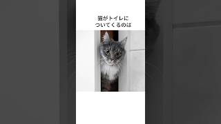 にゃんずの気持ち41・・・・#shorts,＃猫,#cat,#fyp #foryou,#雑学