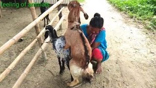 The GOATs is doing the turning exercise as well