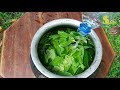 කාබනික දිලීර නාශකයක් ඉක්මනින් හදමු how to make an organic fungicide to your home garden