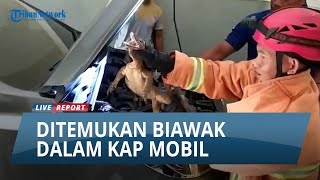 Warga Tuban Panik, Temukan Biawak Tiba-tiba Menyelinap di Mobil