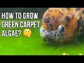 HOW TO GROW GREEN CARPET ALGAE? 🤔