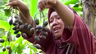 Berburu Buah Leungsir Alias Matoa Hutan | ENAH BIKIN ENAK (06/07/22)