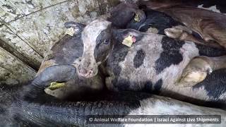 Extreme suffering of EU calves exported to Israel 2019 Footage TBS|AWF and IALS