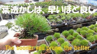 盆栽工房 春嘉 #318 【黒松の葉透かし】芽出しを良くする黒松の冬季剪定 Winter pruning to improve spring budding of black pines