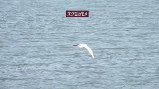 野鳥の会、探鳥会に参加しました。一度アップしましたが訂正内容が多々ありましたので改訂版になります