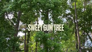 Sweet Gum Tree: LIQUIDAMBAR STYRACIFLUA