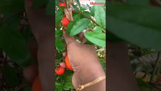 பொறாமை குணத்திலும் நல்லது நடந்திருக்கு#terracegardening#மாடித்தோட்டத்தில் #harvesting #shortsvideo