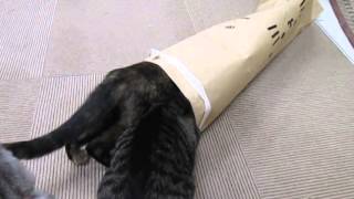 【猫・CAT】トンネルの先は・・・・行き止まり！？