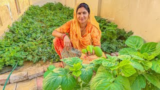 aaj todi Organic sabji 😀😍 Marwadi village Food || Beautiful village vlog