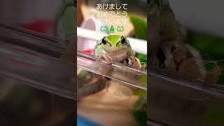 あけましておめでとうございます🐸2023年もよろしくお願いします🎍 #あまがえる #ひかる#新年のご挨拶 #目指せカエル年