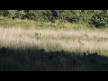 roe deer family running in the grass veluwe