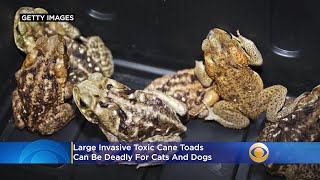 Large, Invasive Toxic Cane Toads Enjoy Summer Nights In South Florida \u0026 Threaten Your Pets