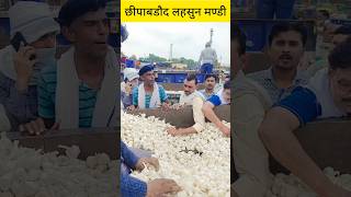 छीपाबडौद मंडी का भाव | आज का भाव | Garlic Rate Today | Chhipabarod Mandi #garlic #lahsun