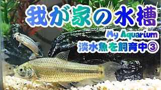 我が家の水槽③ドジョウの仲間入りと絶滅危惧種カワバタモロコ Joining the loach and endangered species Kawabata Moroko