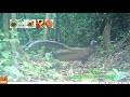Satwa-satwa Penghuni Hutan Sumatera