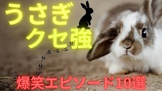 うさぎのクセが強すぎる！？爆笑エピソード10選！