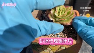 冰玫瑰锦叶插自信满满，今天扒了20片，开始认真记录她们的成长