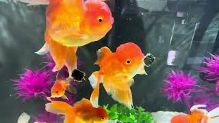 Premium Oranda Goldfish from Israel eating freeze dried blackworms and NorthFin Goldfish pellets.