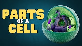 Parts of a Cell | Learn about the parts of plant and animals cells