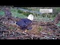 severe weather eaglet exposed during storm snuggles u0026 cuddles april 13 2020 nctc eagles