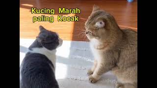 kucing marah paling kocak