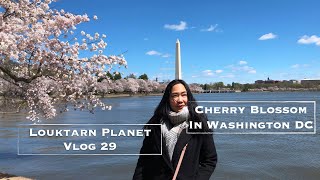 Cherry Blossom in Washington DC : ดอกซากุระฟูฟ่องที่วอชิงตันดีซี