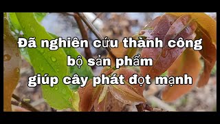 Sản phẩm giúp cây bật chồi mạnh