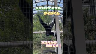 【東山動物園】フクロテナガザルのケイジくん☆2024年も元気に叫んでました！#東山動物園 #フクロテナガザル #ケイジの遠吠え