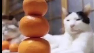 Shitpost Status Compilation 58