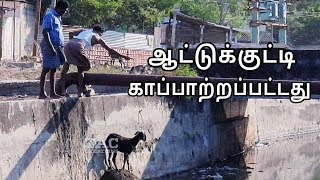 Rescuing Lamb from Drain | ஆட்டுக்குட்டி காப்பாற்றப்பட்டது