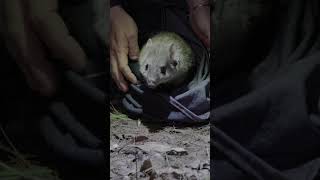 First leaps forward for the future for the Northern Bettong 👏