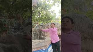 आज भी मौजूद है 5000 पूर्ण वर्ष वह कदम का वृक्ष. #viralreels #viralvideo #shorts #ytshortsindia