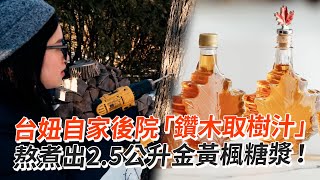 台妞在自家後院「鑽木取楓樹汁」熬煮出2.5公升楓糖漿！｜加拿大｜自製｜DIY