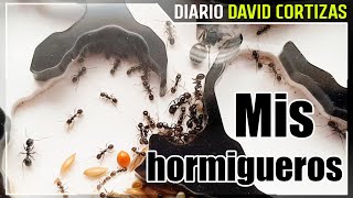 Mis hormigueros en Kaeru-En - David Cortizas Diario - 13/2/25