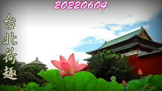 2022六四台北荷趣 ꕥ Dream of Summer Lotus