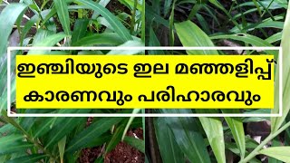 ഇഞ്ചിയുടെ ഇല മഞ്ഞളിപ്പ് രോഗം|കാരണങ്ങളും പരിഹാര മാർഗങ്ങളും #howtogrowgingerathome #howtogrow #ginger