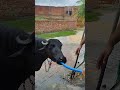 rolla bhains ka bhains bhains buffalo shorts viralvideo trending shortvideo youtubeshorts