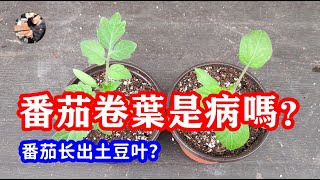 番茄的叶子居然有三种类型，所以番茄卷叶不一定是病害哦！你种的是番茄还是土豆？【種菜養花 - 如何種植番茄系列】