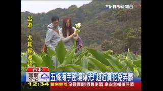 5條海芋密境曝光！　超近賞花免弄髒