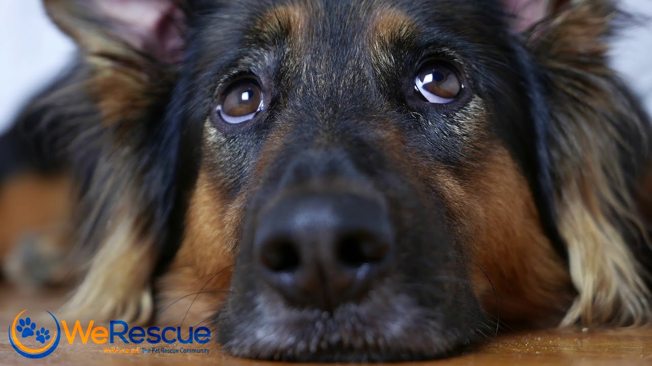 Sad Dog Laying Down Werescue Youtube